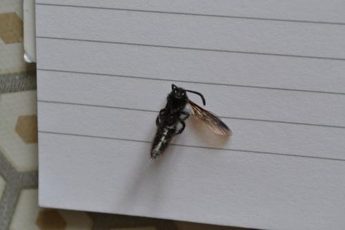 Scolia sp.